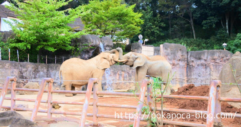 多摩動物公園　象